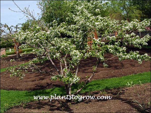 Korean sun Westwood (Pyrus fauriei) 
(may 7)